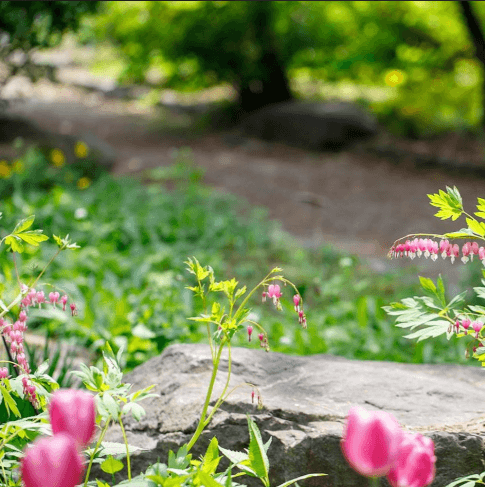용인 자작나무 숲 봄 꽃 축제, 봄 날의 감성에 물들다!