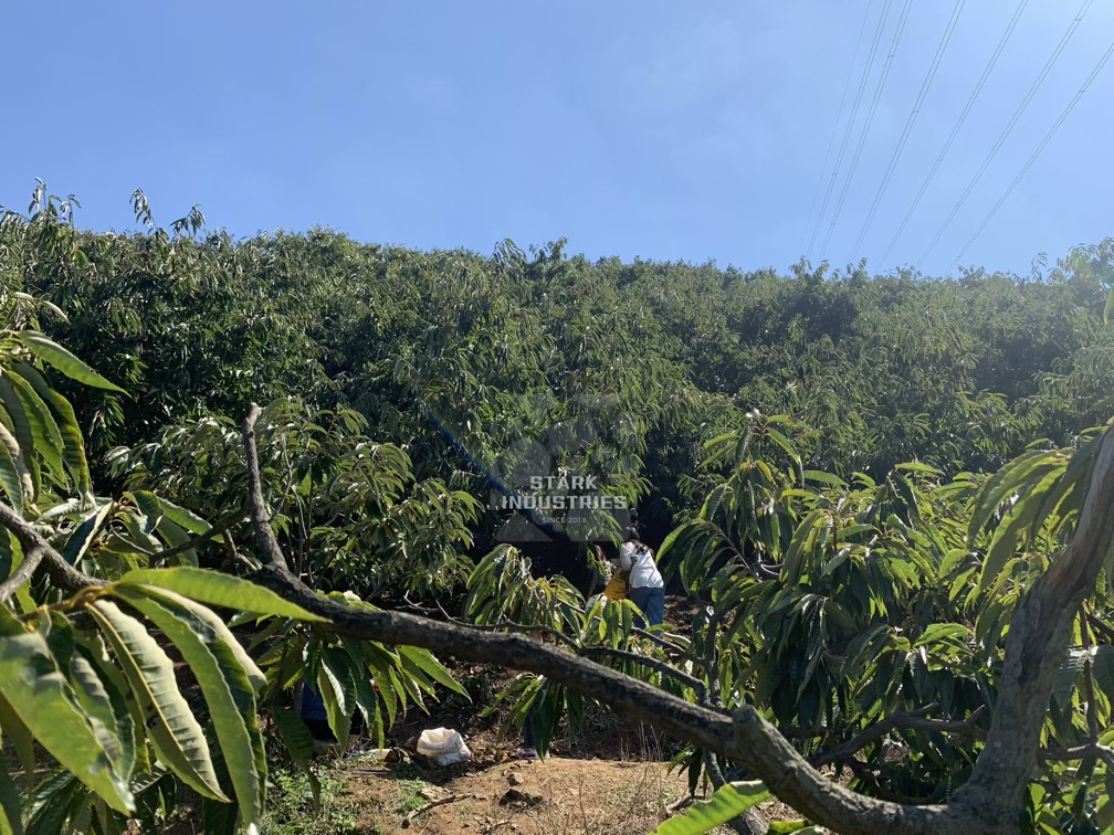 시흥 계수 밤농장 밤 줍기/따기 체험