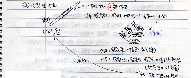 전나무 잎녹병