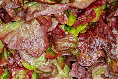 깨끗하게 씻은 상추