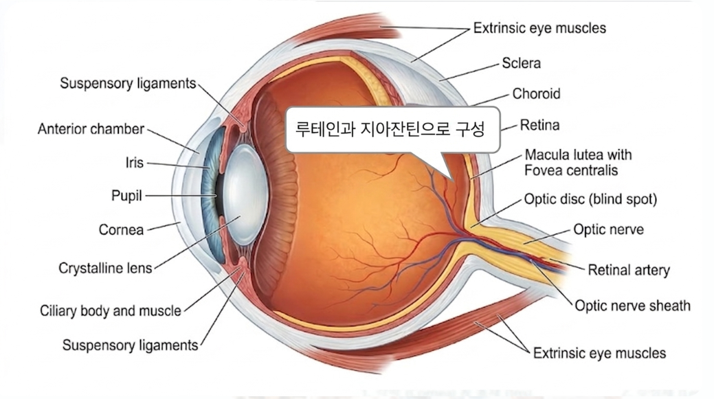 황반 건강의 핵심, 루테인과 지아잔틴