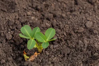 땅콩 심는 시기 수확시기 모종 파종_11