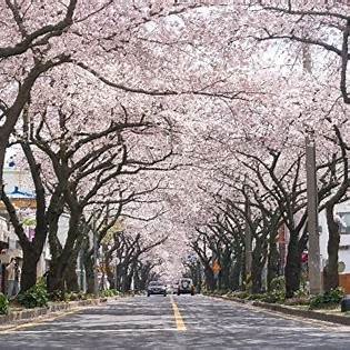 벚꽃축제 지역별 시기 정리