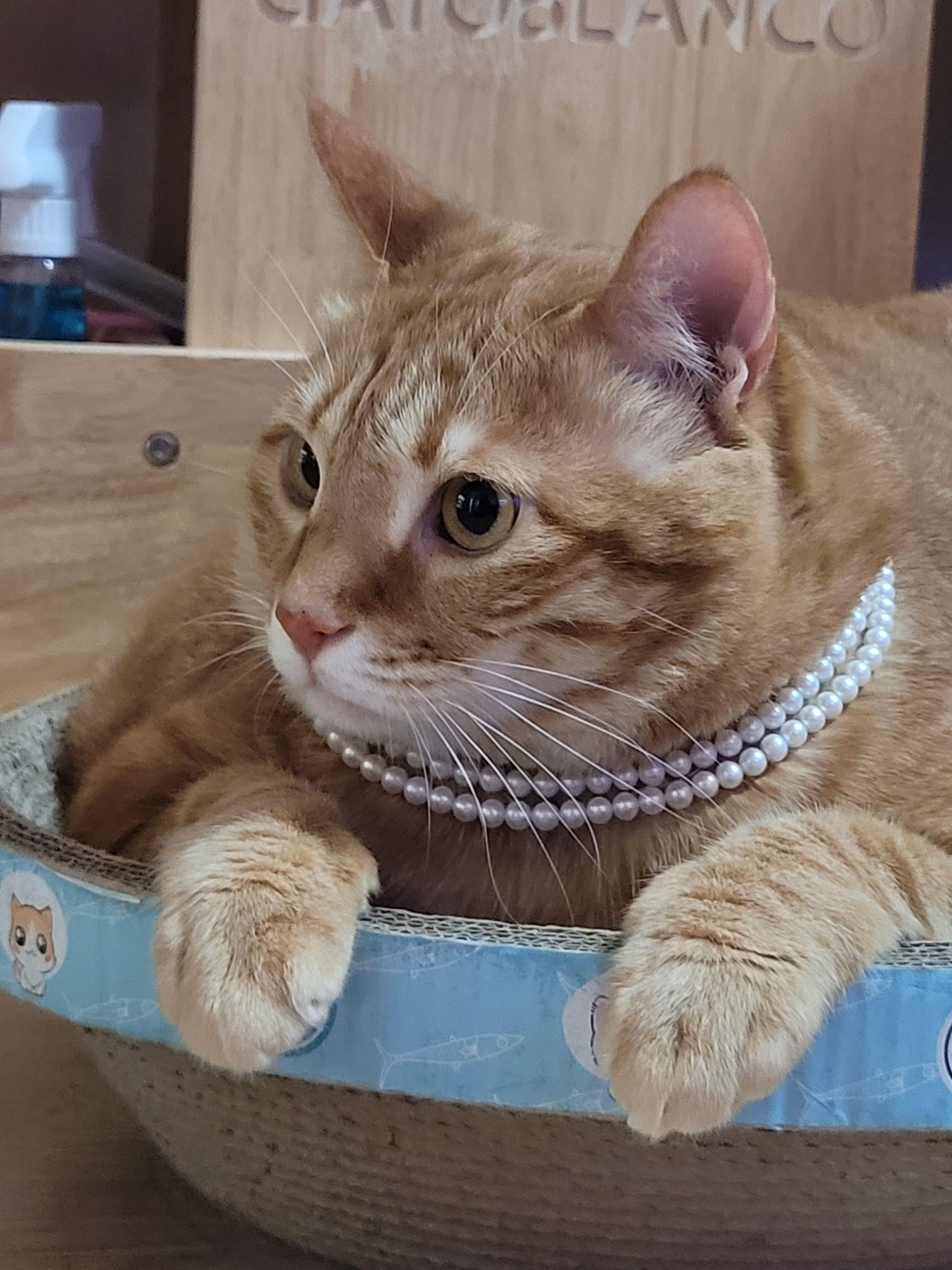 고양이 발바닥3