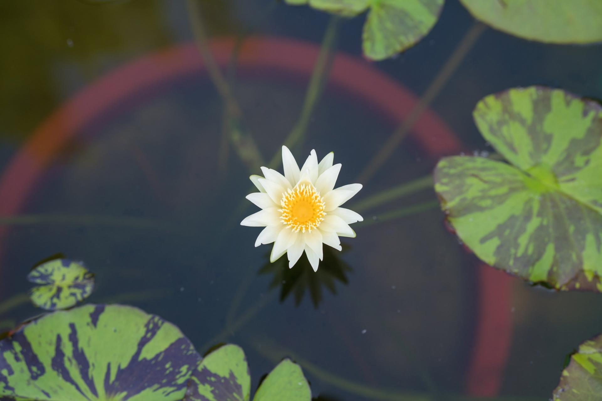 한림공원 연꽃축제