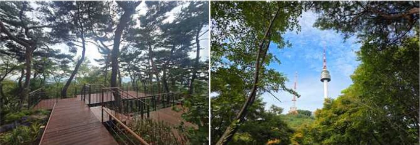 남산 하늘숲길 소나무쉼터