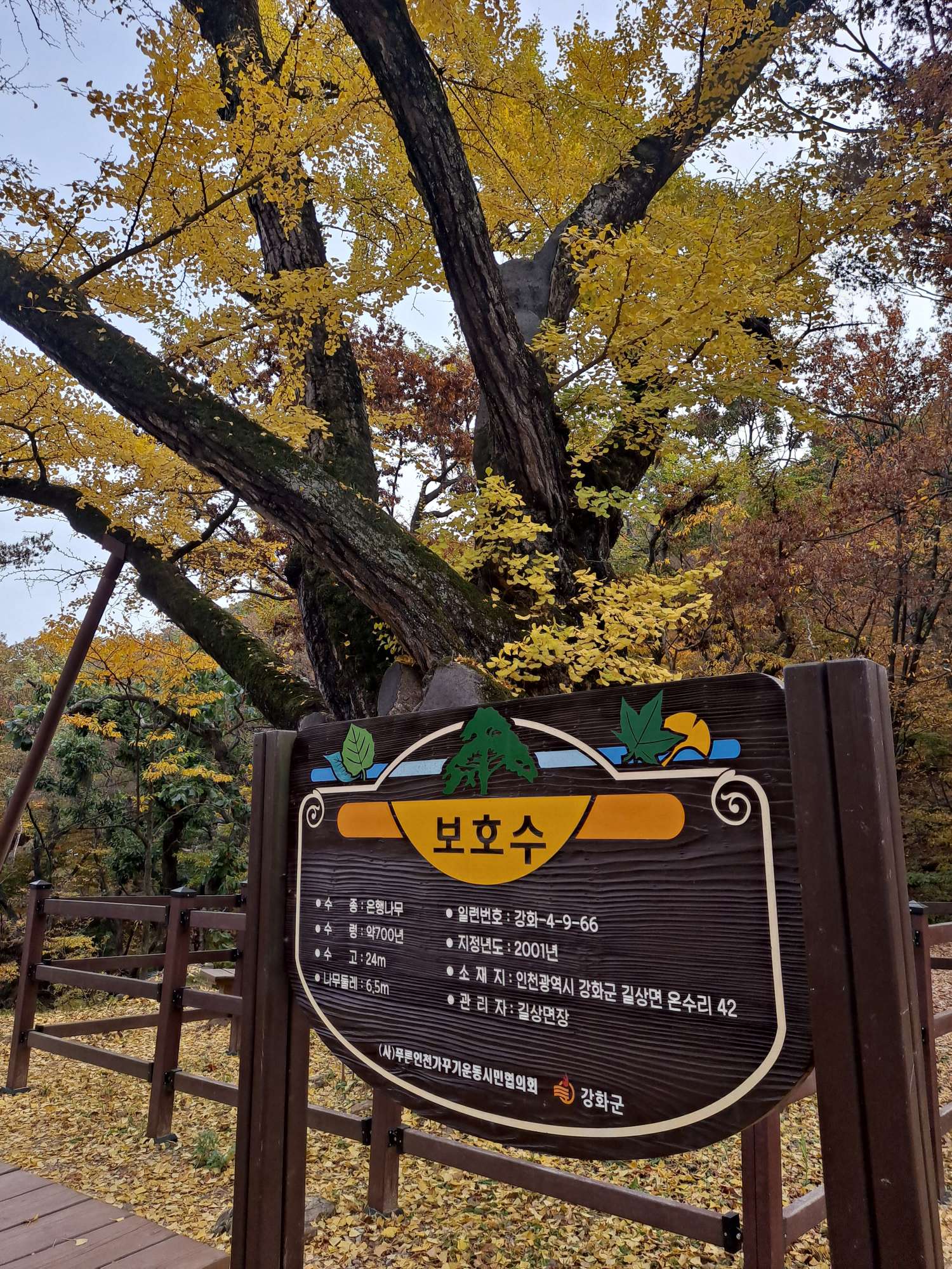 은행나무 보호수