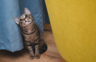고양이 여행 체크리스트