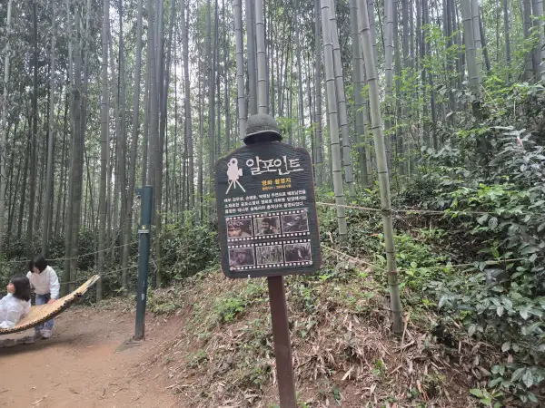 담양 대나무 축제 죽녹원