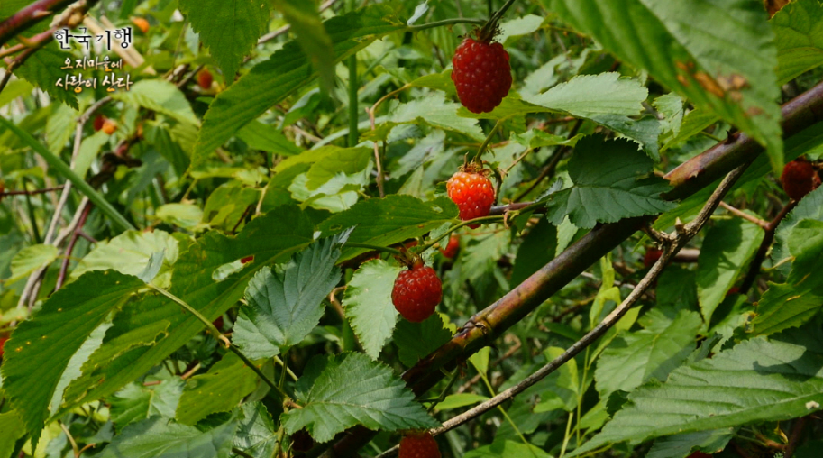 산딸기_이야기