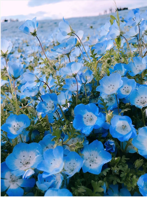 히타치해변공원(国営ひたち海浜公園)의 네모필라 꽃