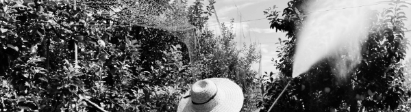 총채벌레 농약 살포