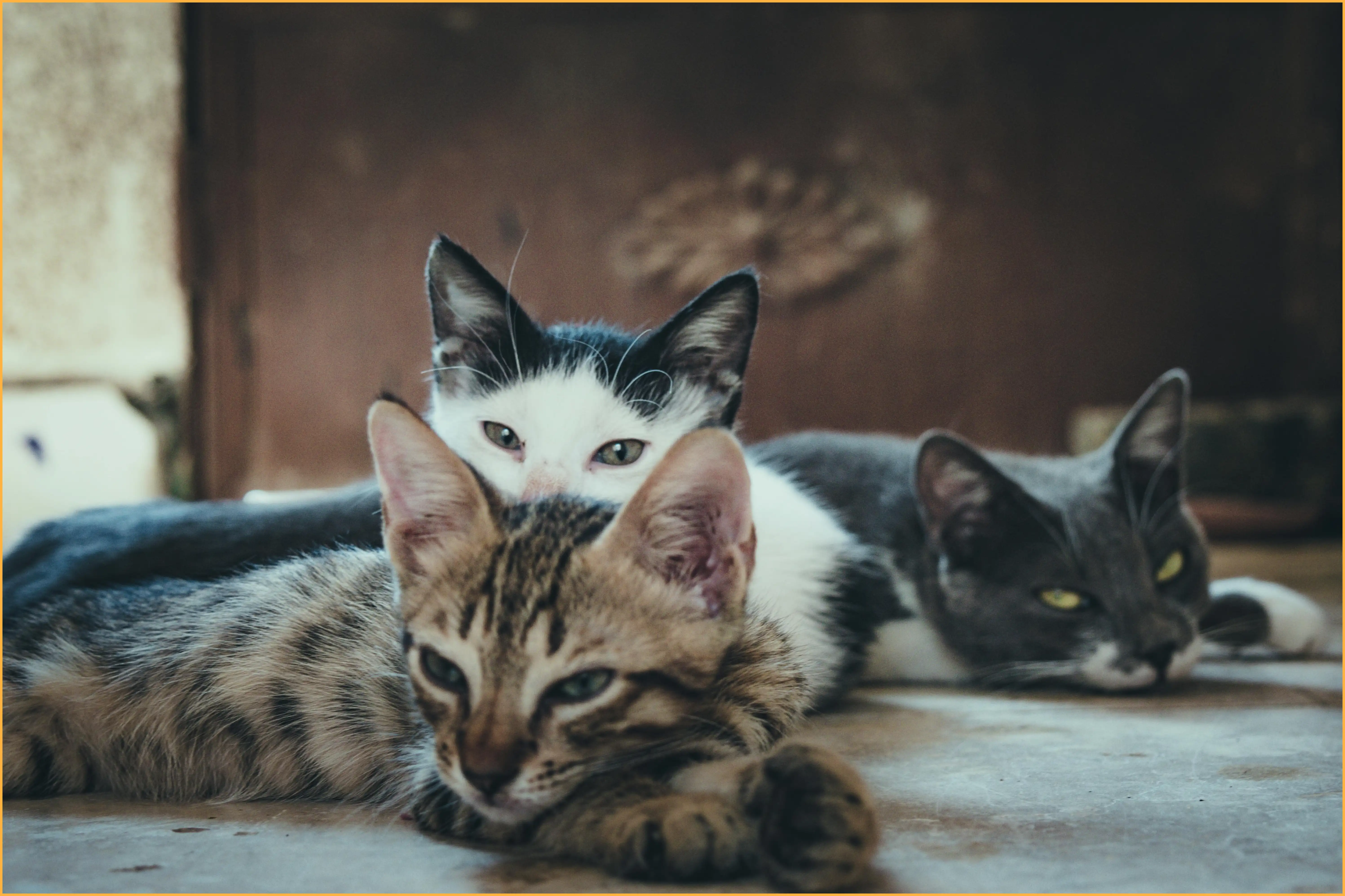 고양이 꿈해몽 총정리 (길몽과 흉몽의 차이는?)