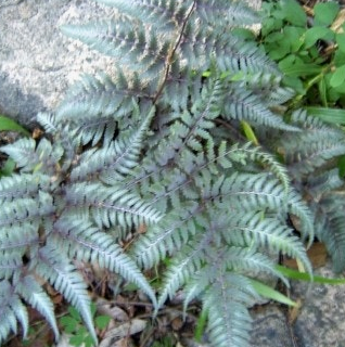 고사리 효능과 부작용 고르는법 칼로리