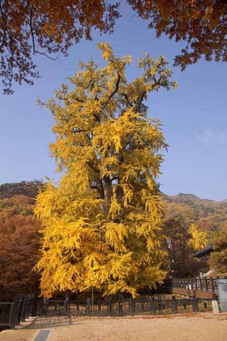 양평 은행