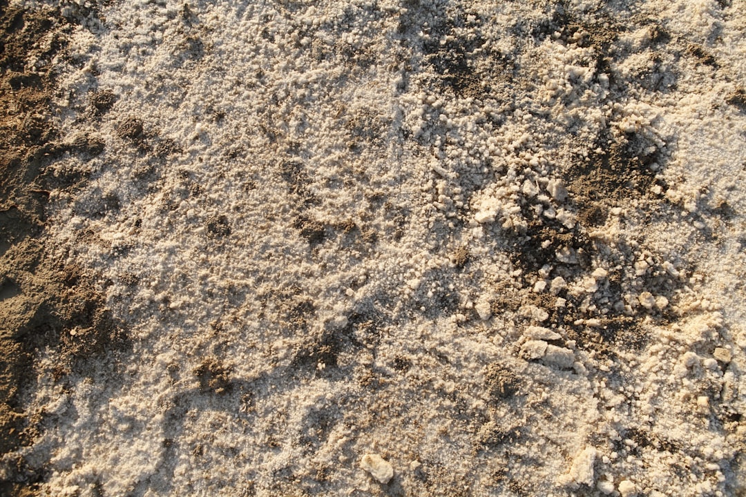 Dust mite