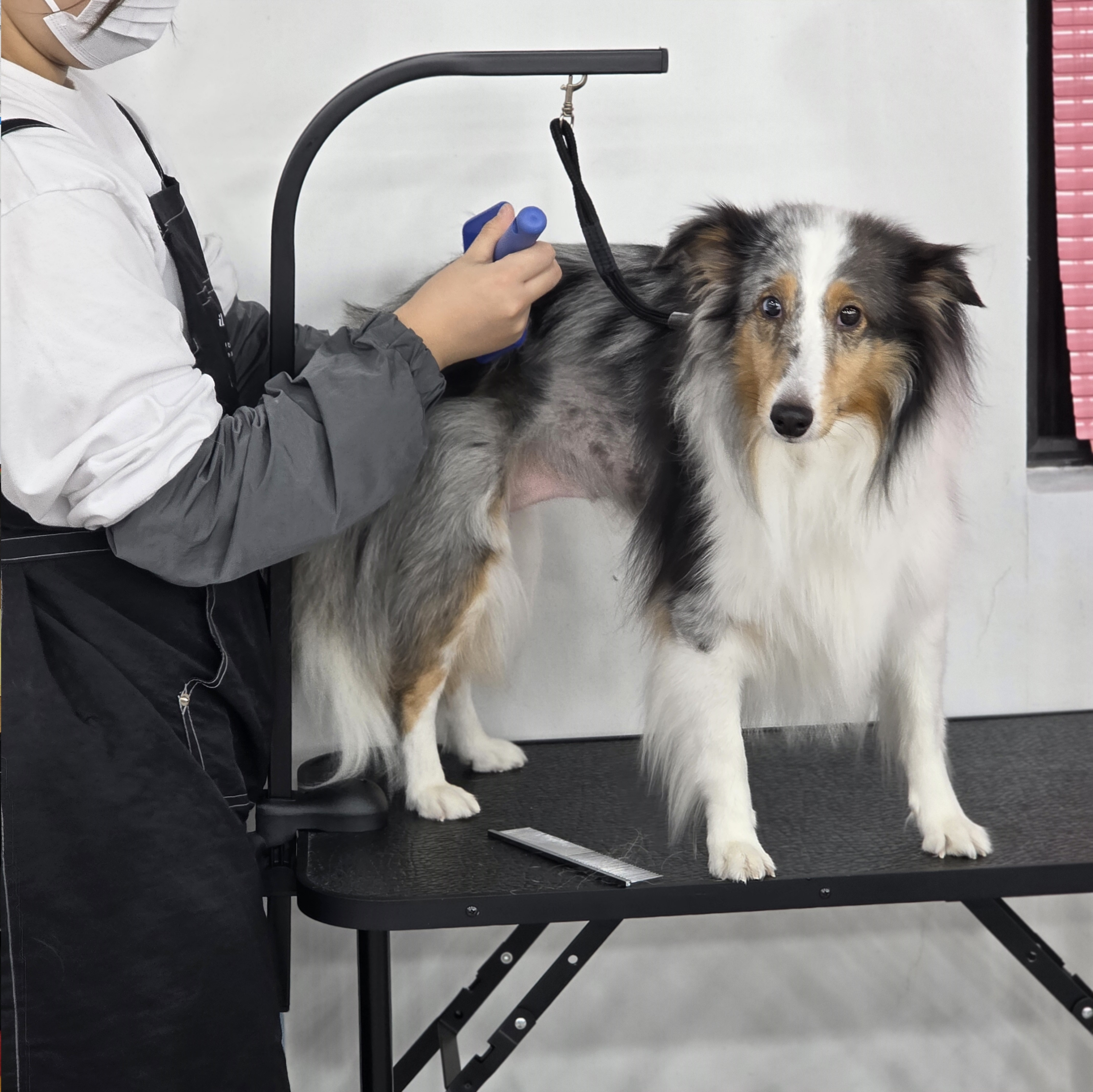 당진애견미용국비