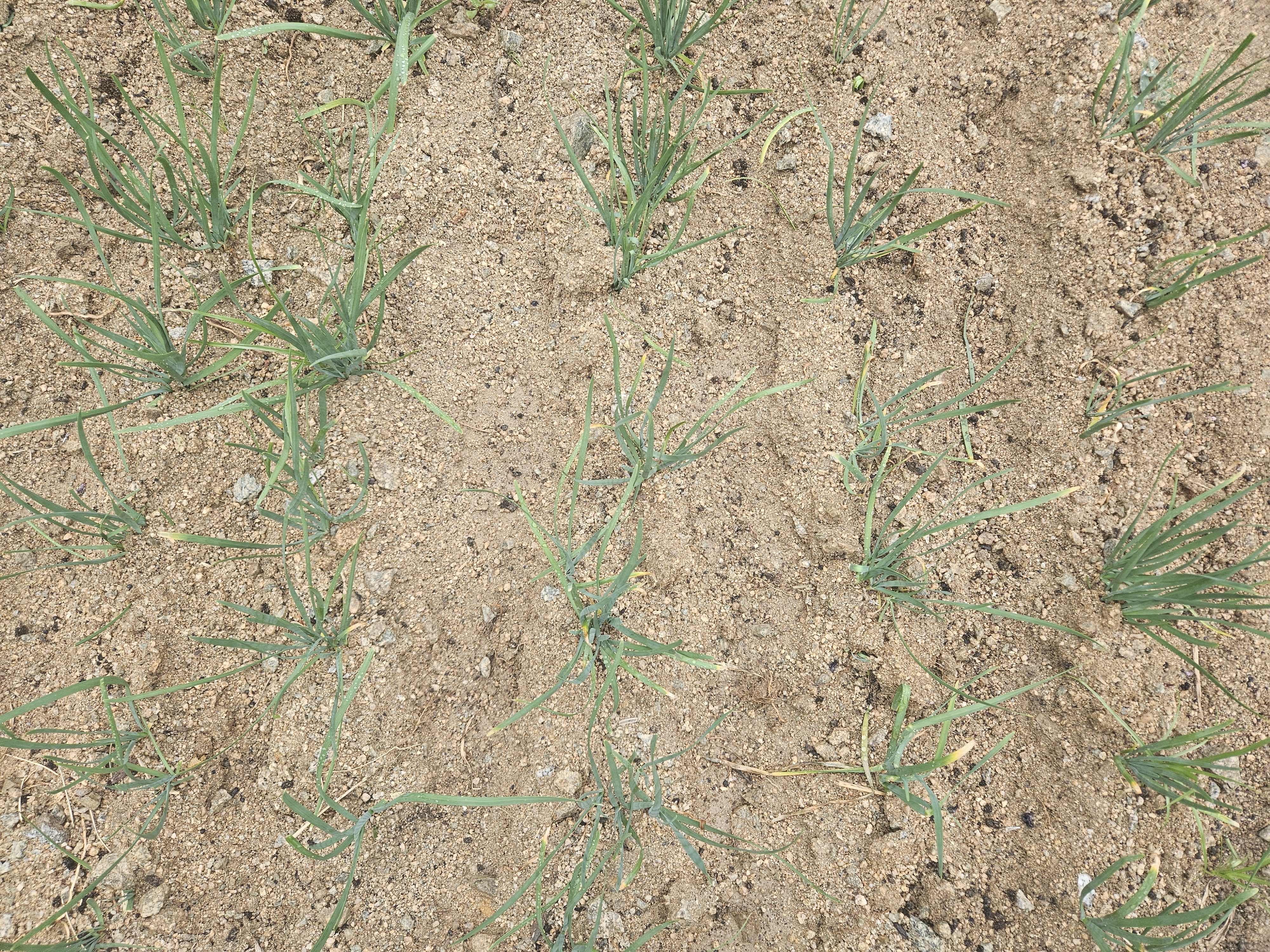 텃밭이 나를 가꾼다 – 마당에서 시작한 삶의 변화 관련 사진