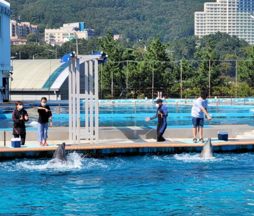 돌고래 공연, 벨루가 체험