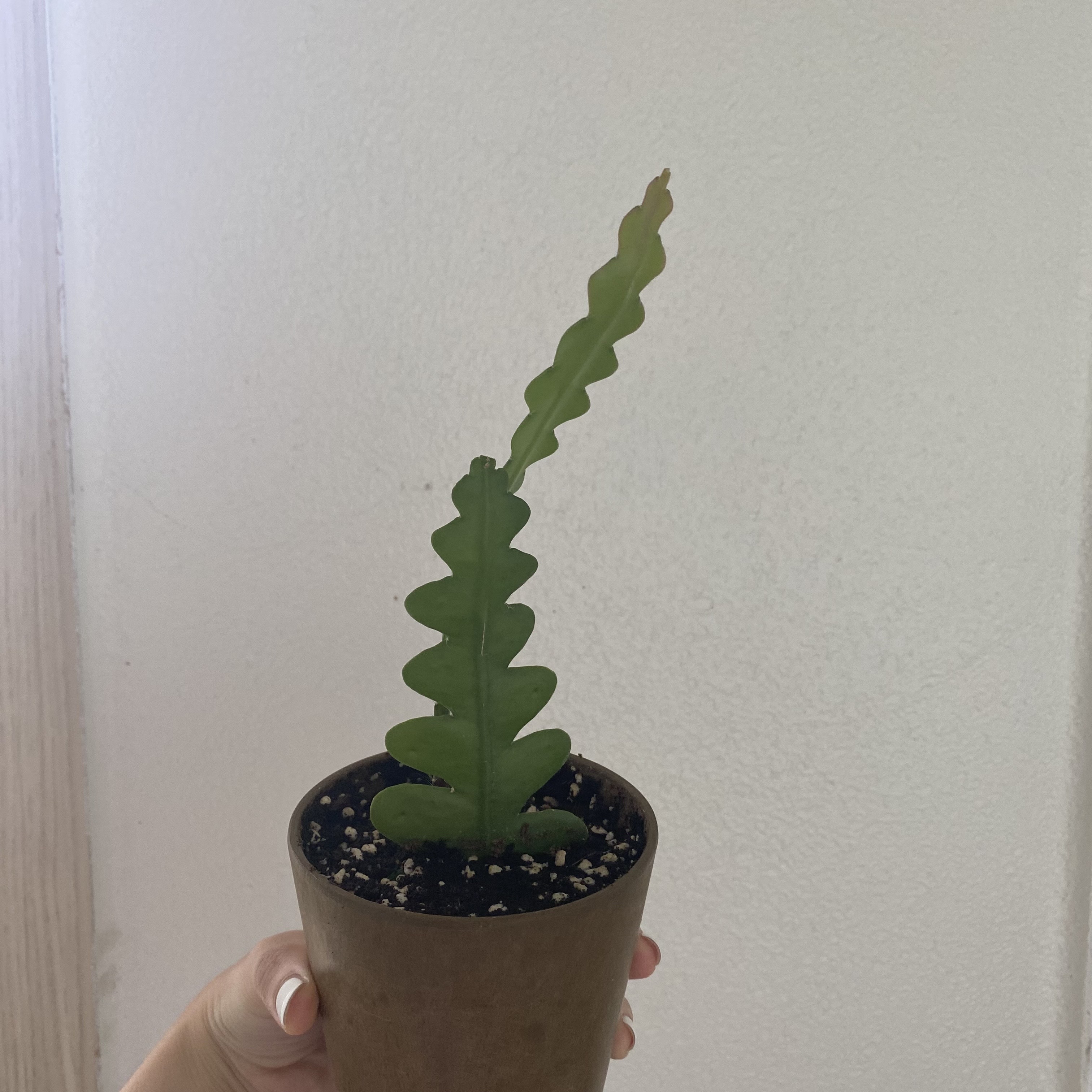 피쉬본