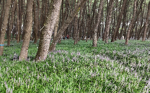 장항 맥문동 축제
