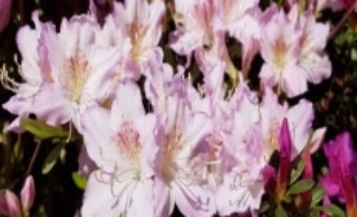 군포 철쭉축제 초대가수 및 일정 총정리