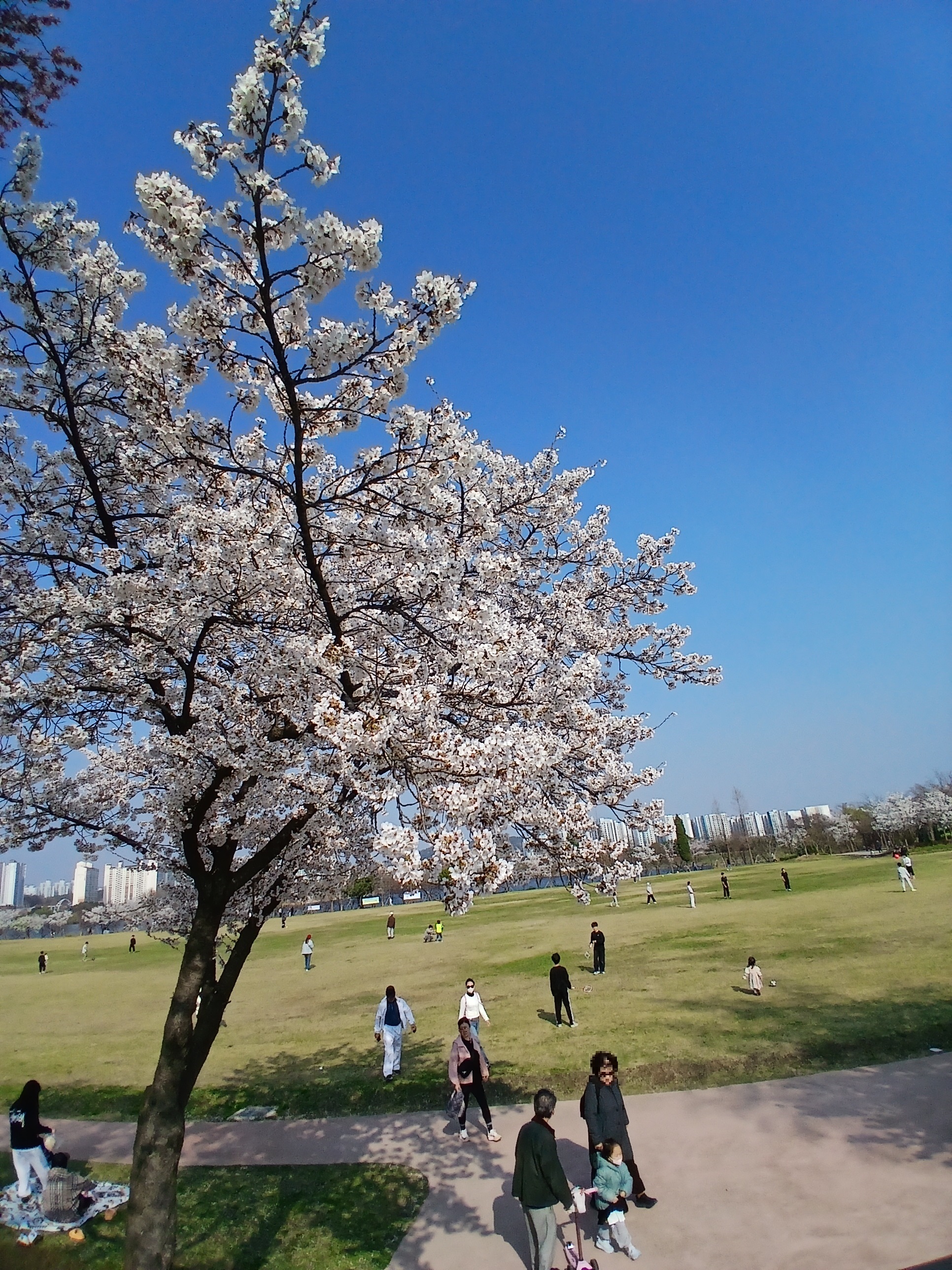 서호공원 외곽 잔디밭