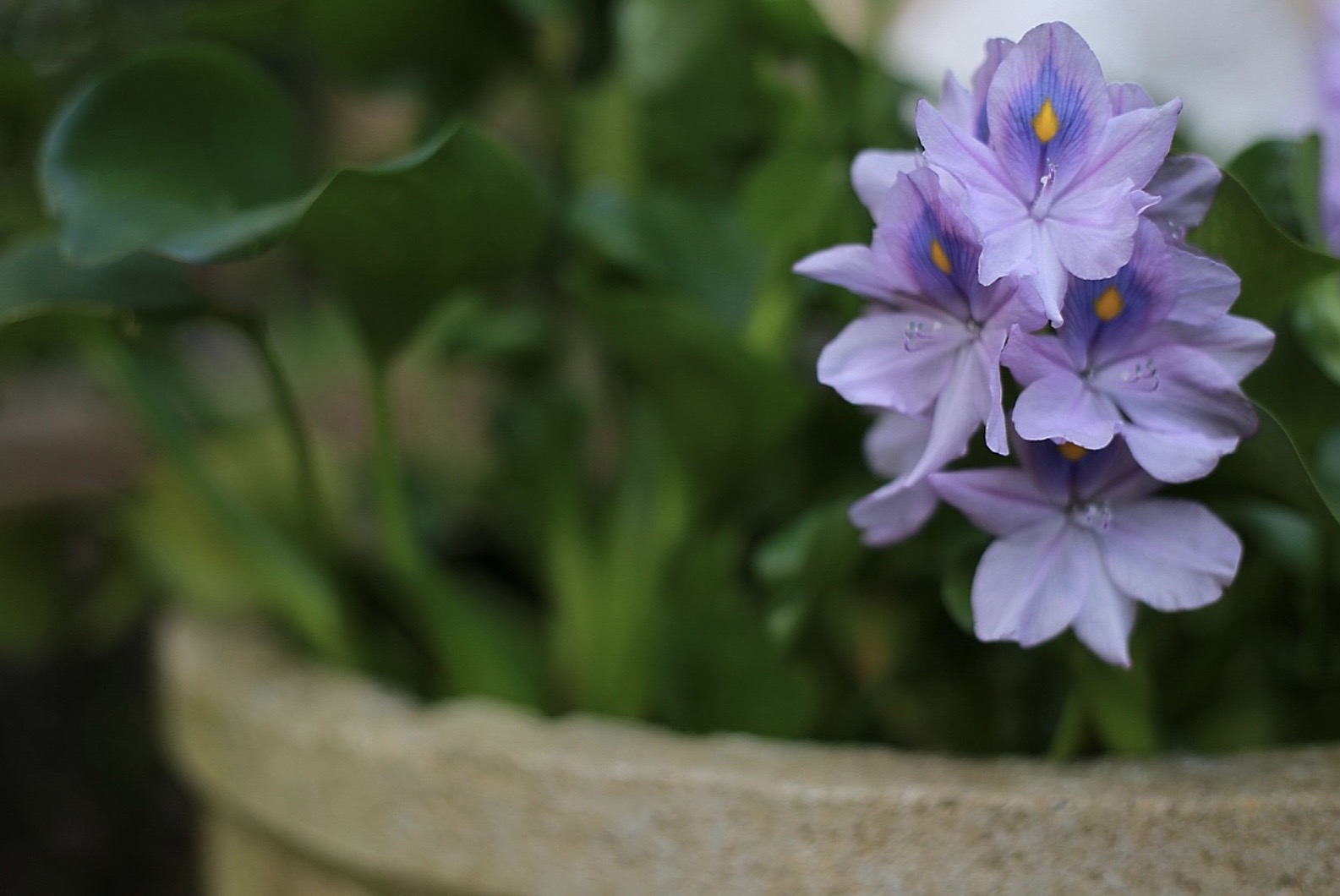 식물 키우기 실패 기록 모음