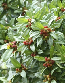 소귀나무 열매3