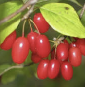 산수유 효능