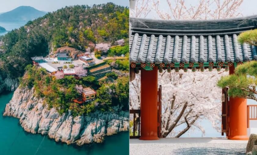 용월사 벚꽃길
