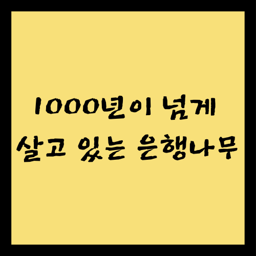 1000년이 넘게 살고 있는 은행나무