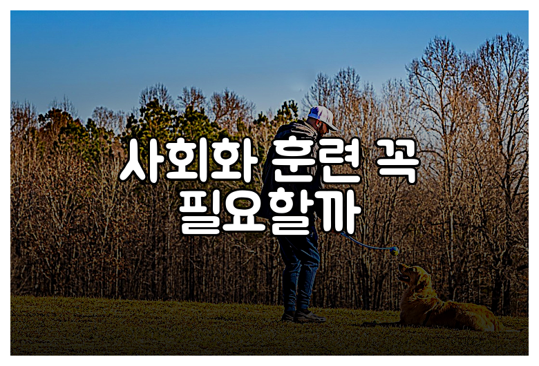 사회화 훈련 꼭 필요할까