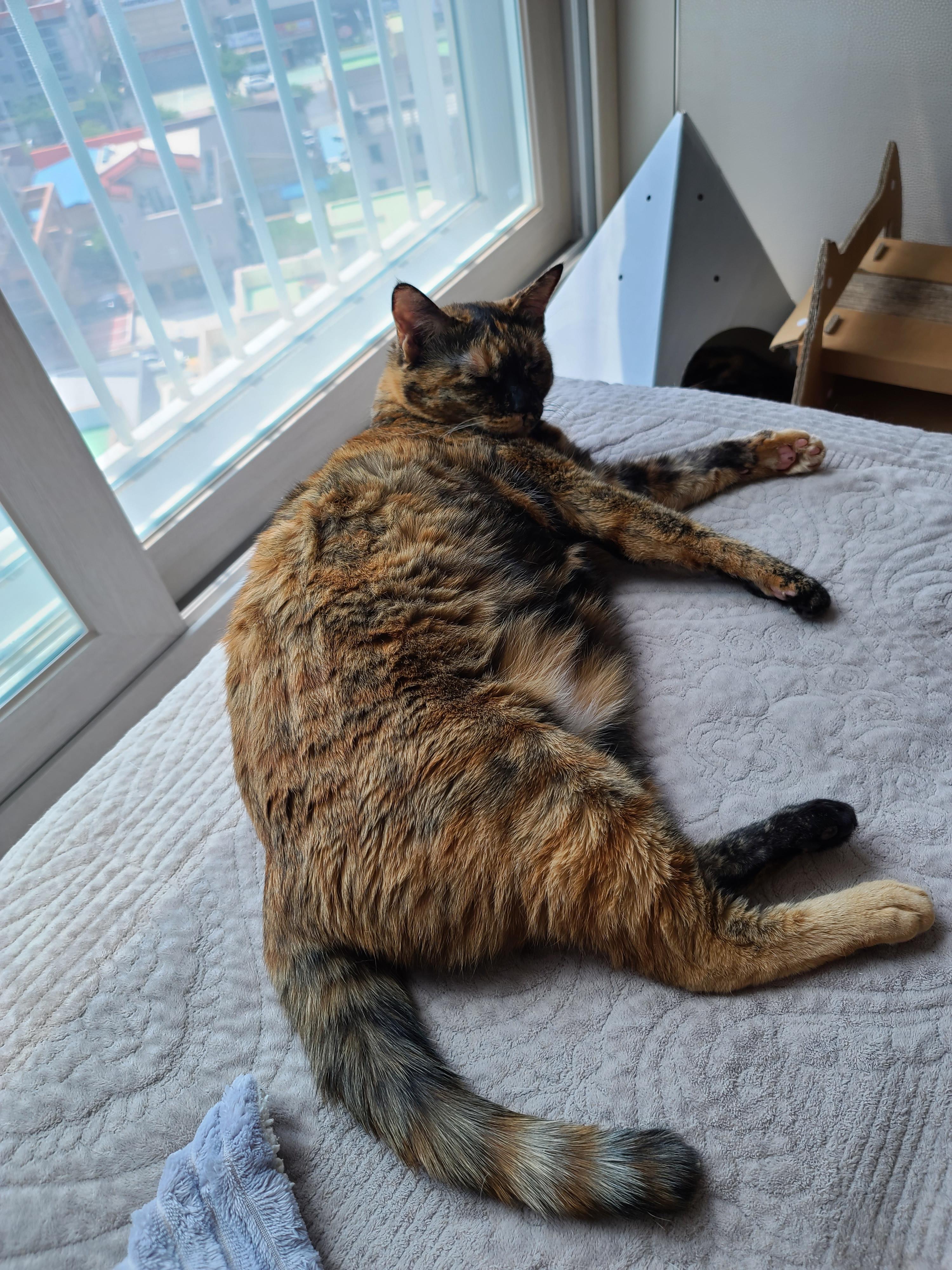 드러눕길 좋아하는 우리 사랑이. 고양이발라당발라당.