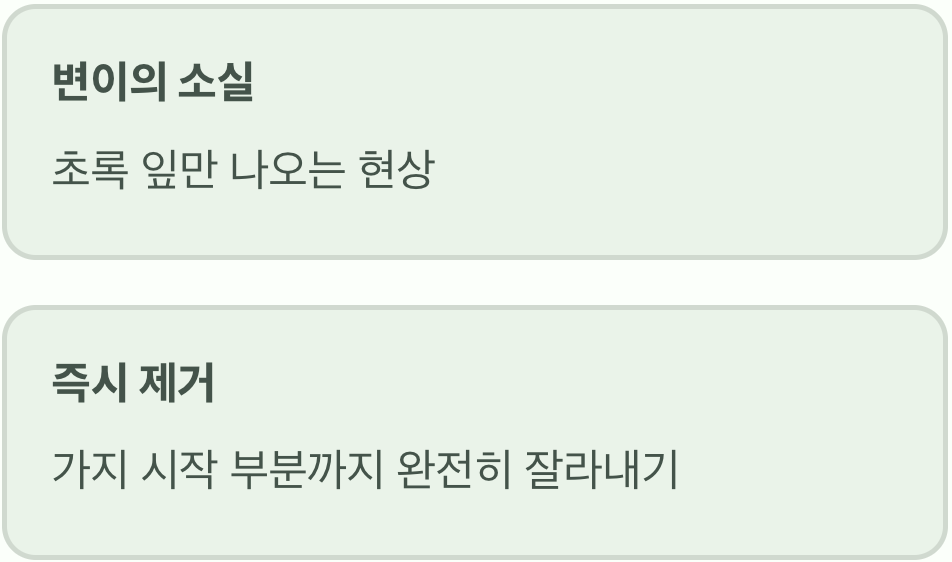 초록 잎만 나올 때 대처법