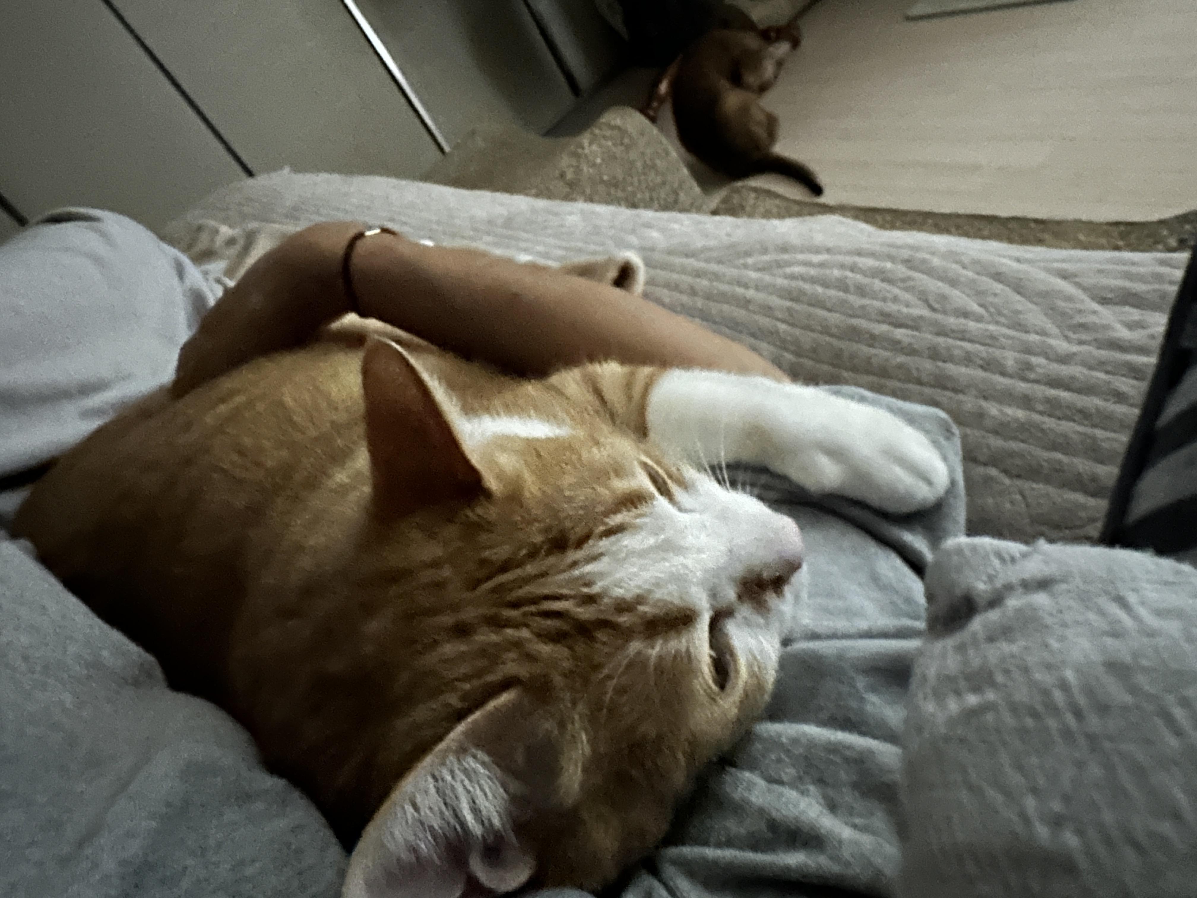 호야랑 매일 힐링하기 (feat. 엄마 품에 안겨 있는 호야)