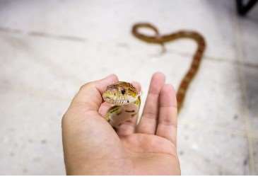 2026년 병오년 뱀띠 운세 총정리｜무료 신년운세 보는 방법
