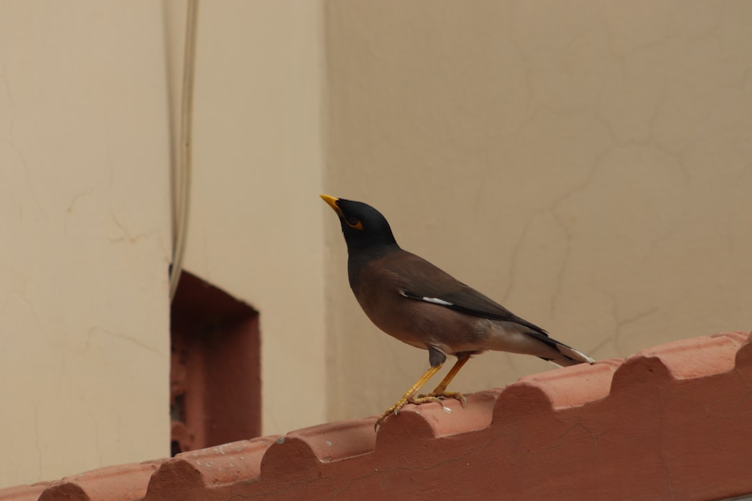 Visitor