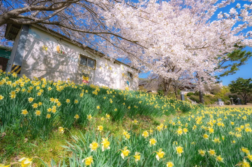 거북이마을 수선화