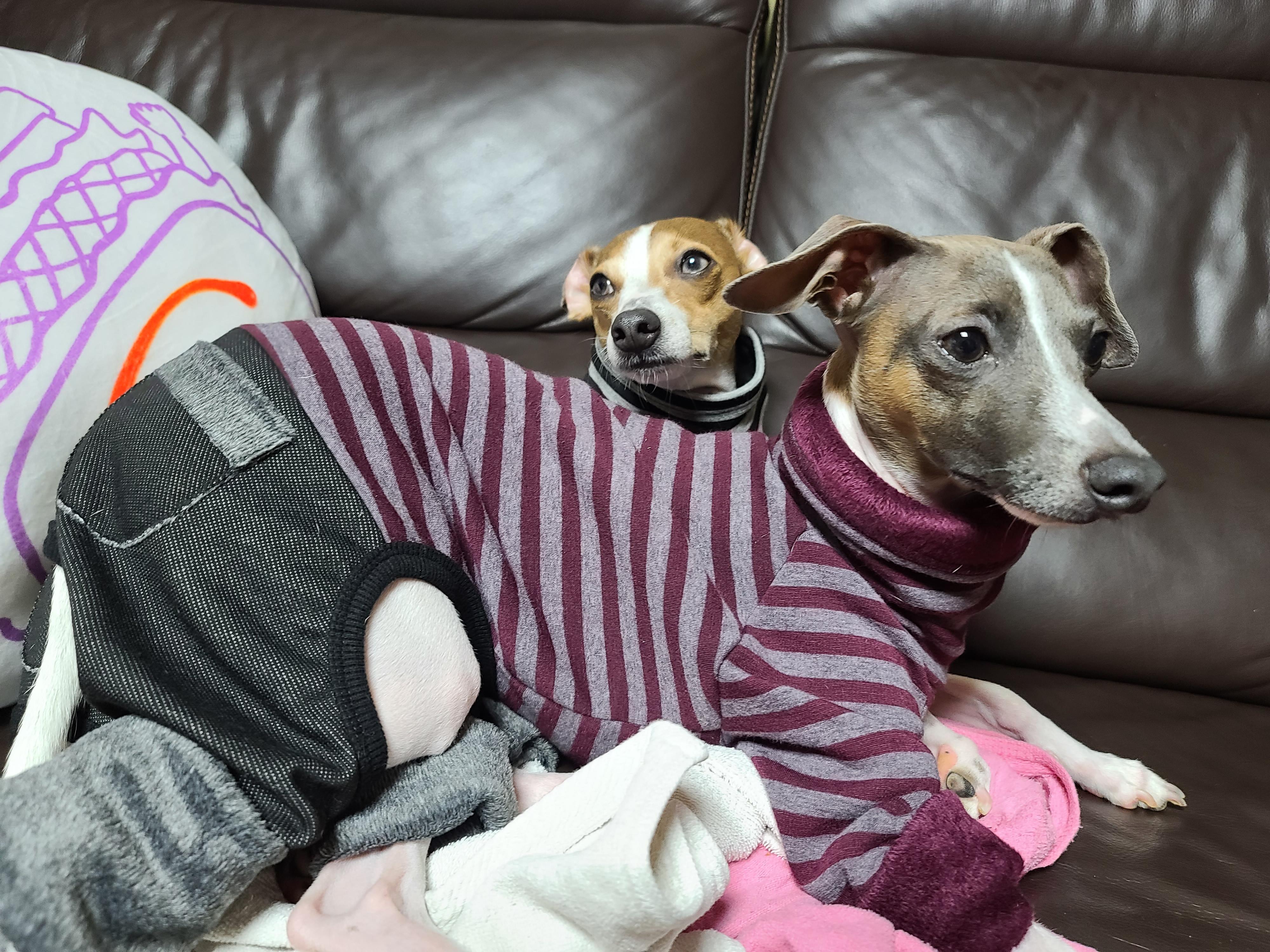 나는 강아지 조카들이 있다. 쏭! 팽!