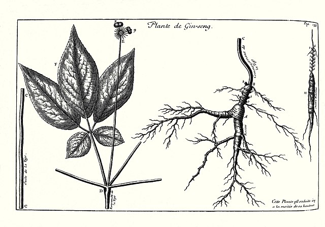 외국 사절단에서 인삼에 대해 쓴 편지
