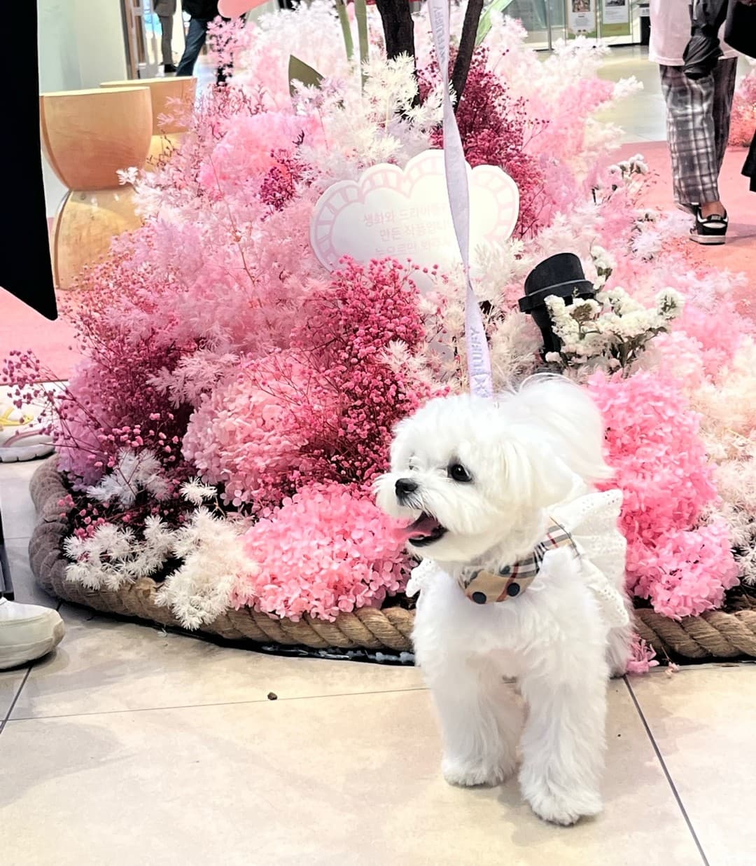 꽃밭 앞에 서있는 송이