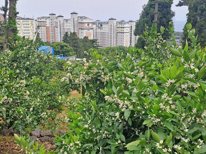 제주도 5월은 귤꽃 향기 가득한 시간