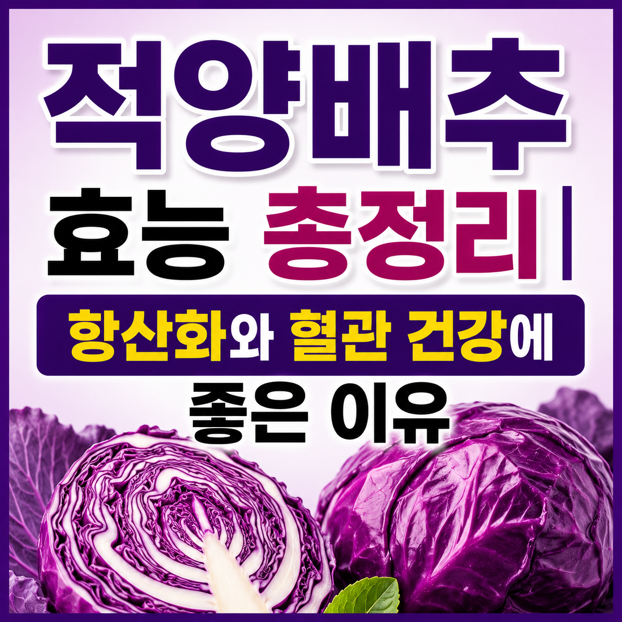 적양배추 효능