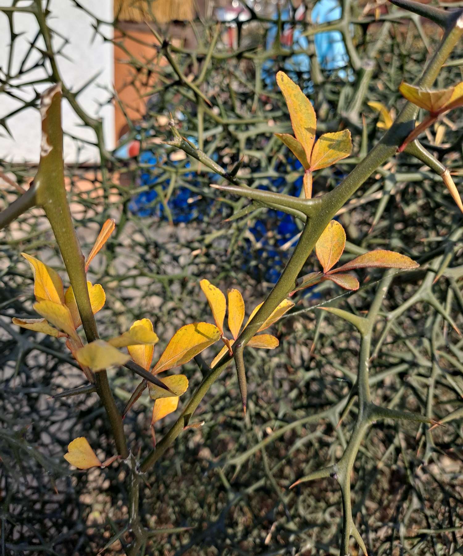 연산군 거처 앞 탱자나무