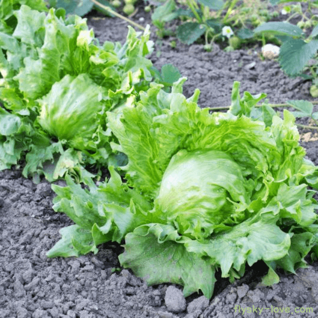 체중감량에 좋은 양상추