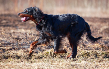 달리는 고든 세터.