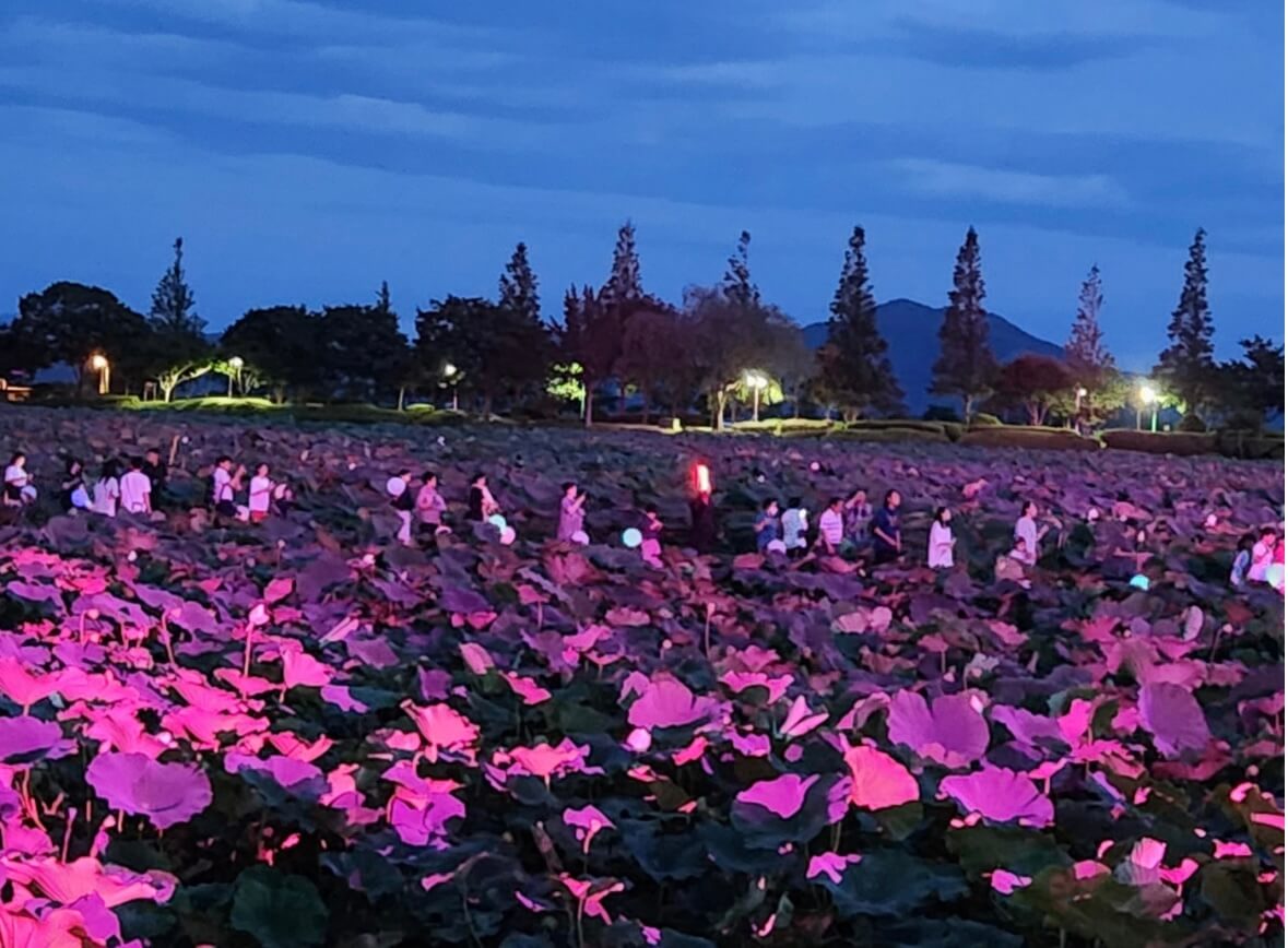 무안 연꽃축제
