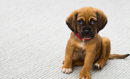 강아지 피부병의 주요 증상 관련 사진
