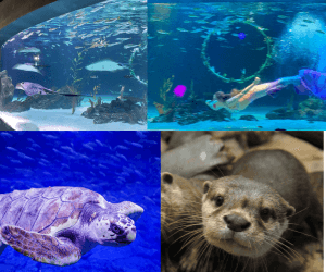 아쿠아플라넷 63